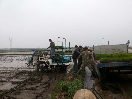 图为田作业员义工队为贫困户免费插秧  图为田作业员义工队为贫困户免费插秧