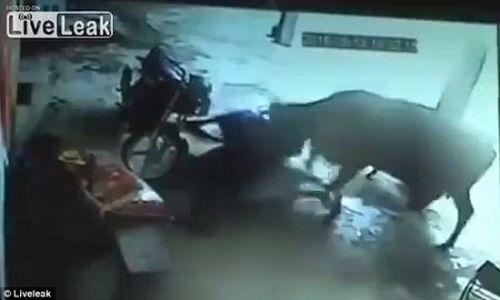 印度少女因私奔被父亲刀刺处决 母牛出手相救