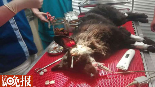 小狗被箭射穿头部