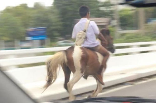 2016最牛座驾？泰国小男生骑马上学拉风炫酷（图）