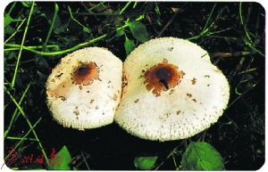 14078909712113806578 14078909712113806578