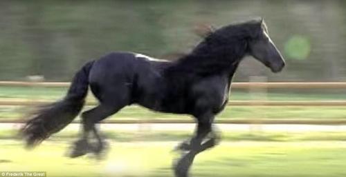 “腓特烈二世”配种一次的种马费高达7500澳元（约35314人民币），它的粉丝纷纷在网上表达自己的爱，有人甚至这样写道：你是我见过最漂亮的马儿，只有上帝才能创造出这样完美的艺术品。