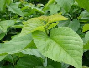 u=1822009343,838445841&fm=21&gp=0 u=1822009343,838445841&fm=21&gp=0