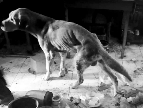 沈阳两租客失联 出租屋内两只猴两条狗被饿死