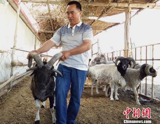 新疆焉耆县一养殖园现多只四角绵羊吸引围观(图)