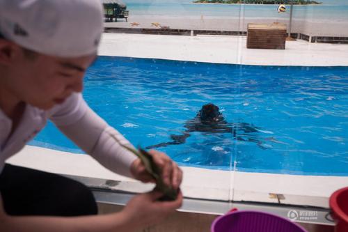 海狮翘首以盼。