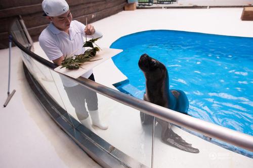 鱼肉馅儿的粽子你想尝试么？