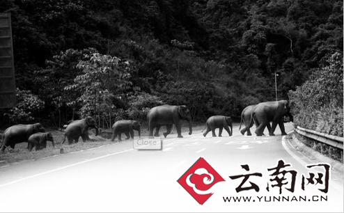 近些年来，人象冲突时有发生