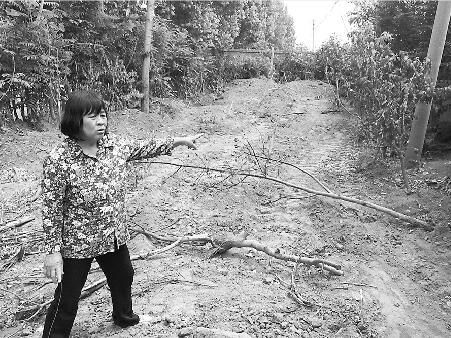房女士看到自家果园被毁十分难受记者王铮摄