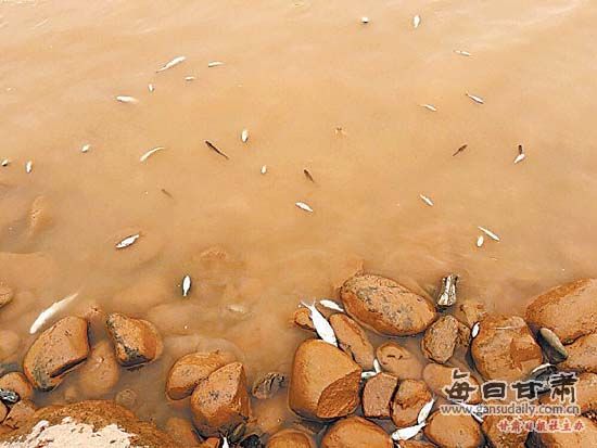 网曝黄河兰州段现多条死鱼 官方:系投放的鱼苗