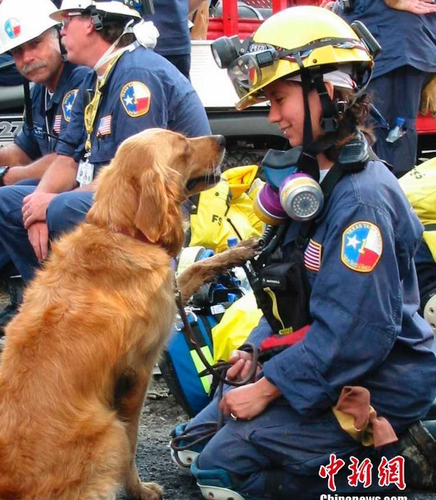 Bretagne是911当天第一批被派往现场执行搜救任务的300只搜救犬之一。15年前，纽约世贸中心双子塔遭遇恐怖袭击后倒塌，搜救犬Bretagne被紧急派往世贸中心残骸周围执行任务。整整两周时间，它每天艰苦工作12小时，协助消防员和警察搜寻营救幸存者。（资料图）