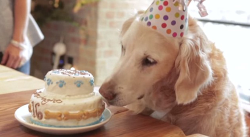 Bretagne在2008年从搜救岗位上光荣退休，退休后的它也一直被人们当作英雄看待。图为它16岁生日时，主人为它买了生日蛋糕庆祝。 图片来源：综合