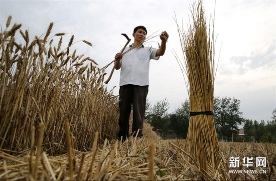 6月12日，河北省邯郸市广平县军营村农民郭顺岭在麦田里捡拾麦秸秆