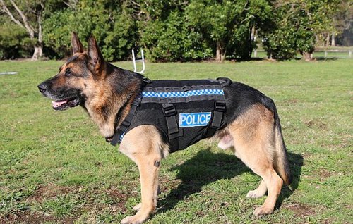 近日，新西兰警犬试穿新款背心的视频曝光。新款的防刺背心由双层聚合材料制成，能够有效?；ぞ闹匾课?，防止被刺伤或砍伤。视频，一头体型偏小的德国牧羊犬试穿了“Mako”防刺背心。巡逻犬lke正在巡逻一处公园，练习跳圈。