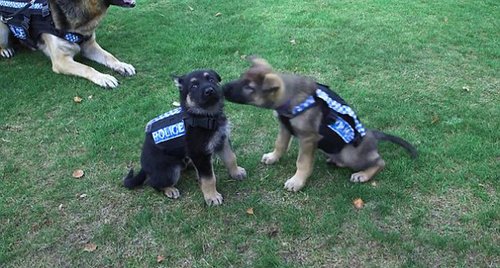 新款防刺背心由双层聚合物材料制成，能够有效?；ぞ闹匾课徊槐淮躺嘶蚩成?。7月份，新西兰警犬将会陆续配备新款防刺背心。到8月份，新西兰130名巡逻犬将全部配备该防刺背心。