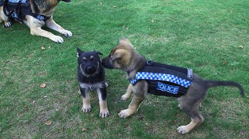 新款防刺背心的重量不到1公斤，且配备了维克罗搭扣（velcro），允许将警犬提起或吊起。但是，该防刺背心并不具备防弹功能，因为防弹盔甲对警犬来说太笨重?；萘槎倬棵诺囊幻呒毒俦硎荆┥戏赖谆嵯拗凭幕疃芰Γ颐潜匦胗畔缺Ｖぞ乃俣群兔艚菪?。