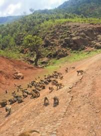 六月六日，被赶走的猴群再次下山。