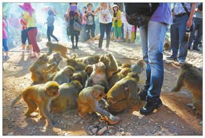 王东华西都市报记者徐湘东摄影报道