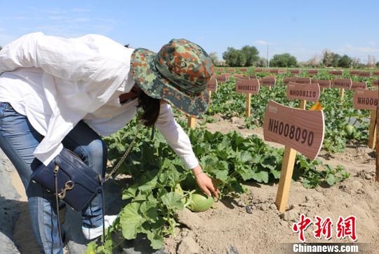 图为98元一个的“私人订制”瓜?！」⒌さ?摄