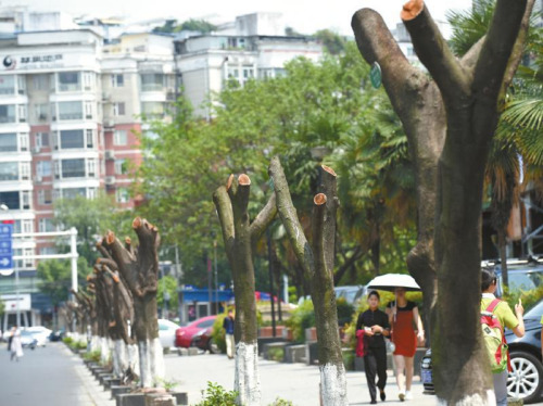 成都上百行道树突遭“腰斩”引发市民质疑(图)