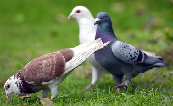 男子被鸽子粪砸中险丧命 病毒性脑膜炎致死率80%