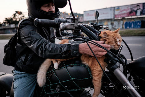 主人将猫咪放在油箱上。