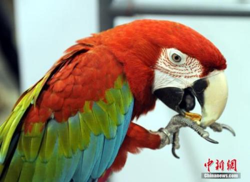 资料图:鹦鹉 资料图:鹦鹉