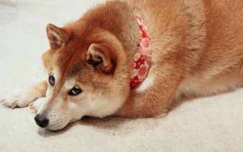 反思为啥没对象 反思为啥没对象