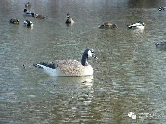 娜塔莉·杰里米金科(Natalie Jeremijenko)《OOZ》