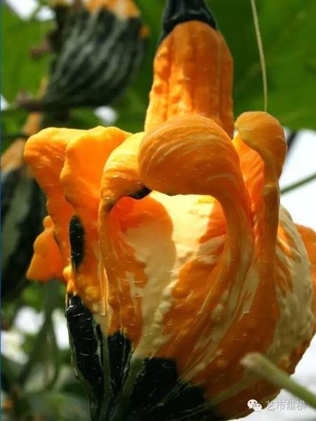 李山《南瓜计划》80X60cm