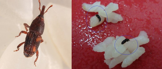 家里的米长虫好闹心 教你几招驱虫法