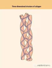 吃猪蹄喝胶原蛋白液 能补充胶原蛋白吗?