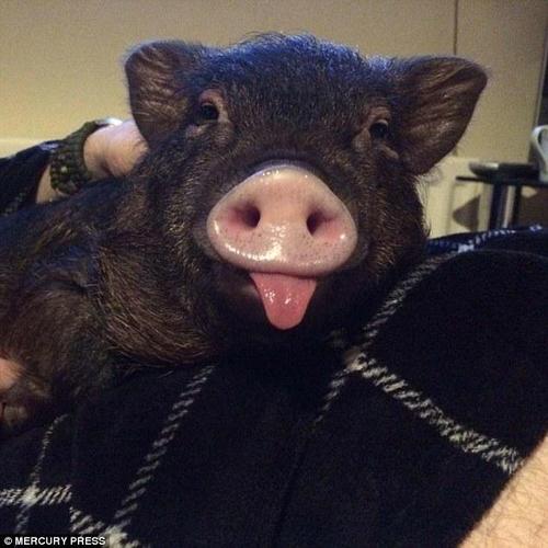 路易天生一副笑脸。面对这样一张蠢萌的小脸，谁又忍心拒绝它呢。