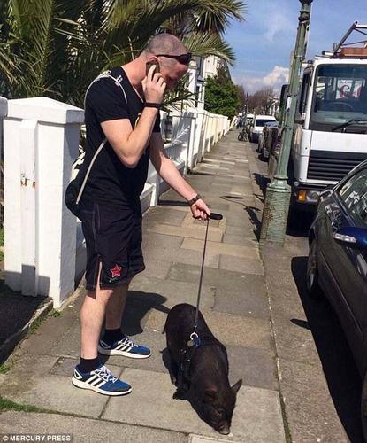 路易对待路上遇到的其他小动物十分友好，但它很容易受到惊吓，很怕大狗。每当路过饭店与快餐店，本性使然的路易也会把持不住。因此，社区的巡视员提议丹尼规划一个“遛猪路线”。