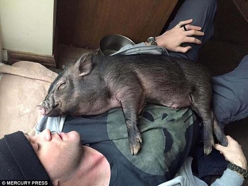 路易很享受来自丹尼与艾玛的关怀与宠爱。丹尼曾带着女友和路易在哥哥家借住过一段时间，正是在那段时间里，小路易养成了和主人们一起睡觉的习惯，而且它很喜欢挤在丹尼与艾玛中间。