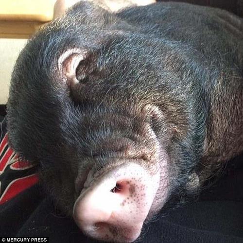 路易的脸上常常挂着一个大大的“微笑”。这头7个月大的小宠物猪在丹尼与其女友艾玛的宠爱下过着衣食无忧的生活，它的体型已经超过了一般的宠物猪，而且还在继续长大。它的主人每年花在它食物上的开销多达2千英镑（超过人民币1.77万元），不过，路易是个严格的素食者。