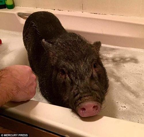 路易享受着很多“特权”，它可以在一家人散步时走在最前面，躺在沙发上看电视，它的主人甚至还帮它刷牙，并让它和其他家庭成员一样在浴缸里洗澡。