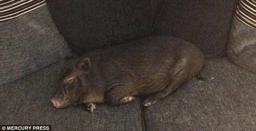 路易总是睡得十分香甜，脸上挂着微笑。