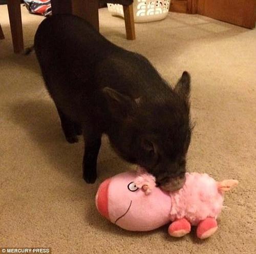 毛茸茸的路易和小朋友们一样喜欢毛茸茸的玩偶。图中，小猪路易正在和一只小猪玩偶玩耍。