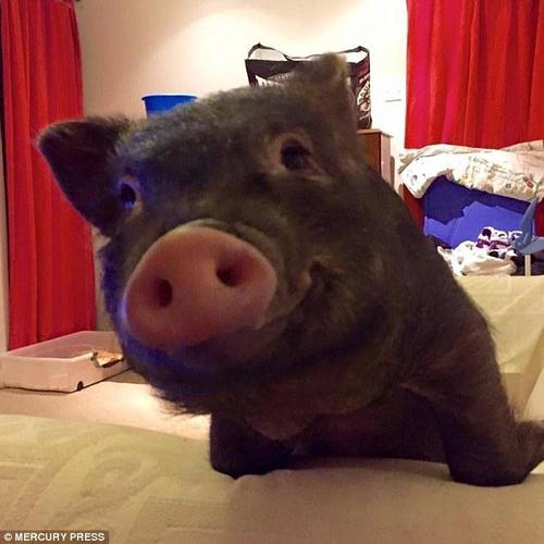 这只小猪还是个素食主义者，平常只吃水果和蔬菜沙拉，偶尔也能享受到巧克力夹心饼干。不过，就算是这样，路易的食物对于丹尼来说也是一笔不小的花销。