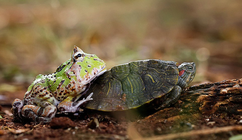 似乎是觉得乌龟爬行实在太慢，最终，这只青蛙终于忍受不了，从乌龟背上跳下，伸出爪子开始推着乌龟前行。