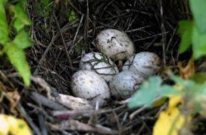 u=2685443120,3664003824&fm=21&gp=0 u=2685443120,3664003824&fm=21&gp=0