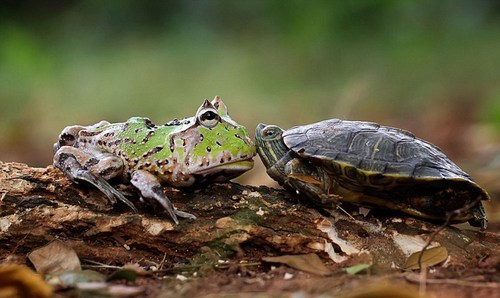 起初，青蛙小心翼翼地靠近乌龟，打量着它的大小，想要让它送自己一程。在看到乌龟没有反对意见后，这只懒惰的青蛙便爬至乌龟背部，搭起了便车。