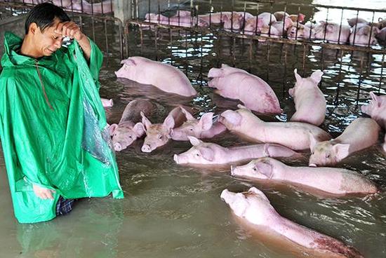 安徽舒城6000头猪部分被淹死 政府正组织转运
