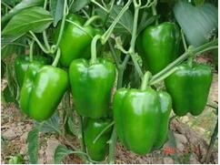 夏季多雨易犯关节炎 饮食上有什么禁忌？