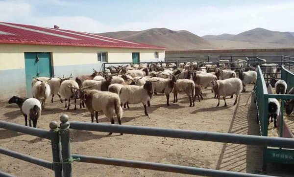 泽库县拉格日村有机畜棚里的羊群 泽库县拉格日村有机畜棚里的羊群