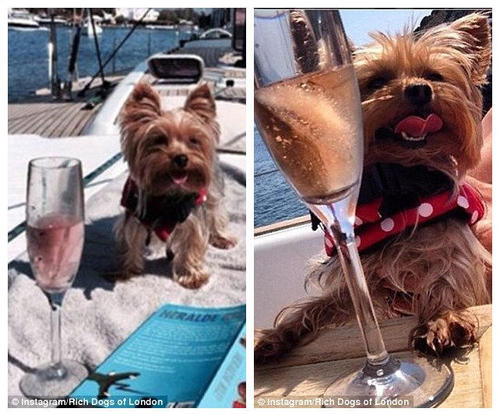 图为幸运的约克夏梗犬跟随主人在游艇上享用香槟。