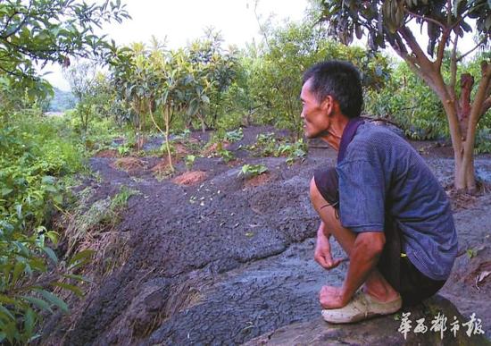 桃林被黑色倾泻物淹没，看着枝头上的新鲜桃子却不能采摘，村民张禄发很发愁。