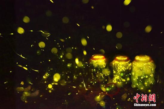 南京牛首山欲放生10万萤火虫引争议活动已取消