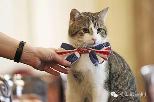 英国政坛新宫斗大戏 英国第一猫被外交部首席猫打伤